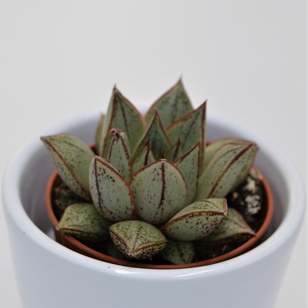 Echeveria purpusorum White Form - 5.5cm
