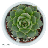 Echeveria Fabiola - 6cm