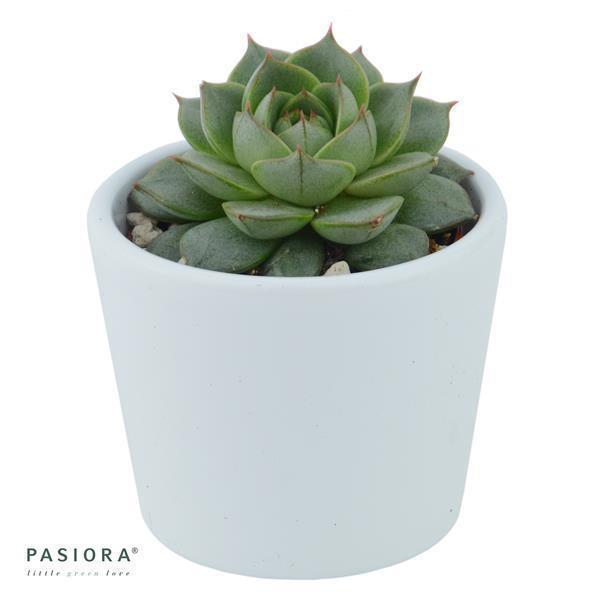 Enchanté Echeveria, 10 pieces