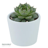 Echeveria Fabiola - 6cm