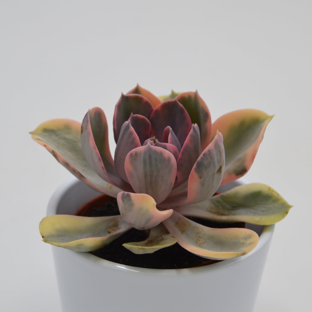 Echeveria Rainbow - 10.5cm