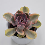 Echeveria Rainbow - 10.5cm