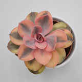 Echeveria Rainbow - 10,5cm
