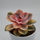 Echeveria Rainbow - 10,5cm