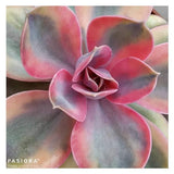 Echeveria Rainbow - 10,5cm
