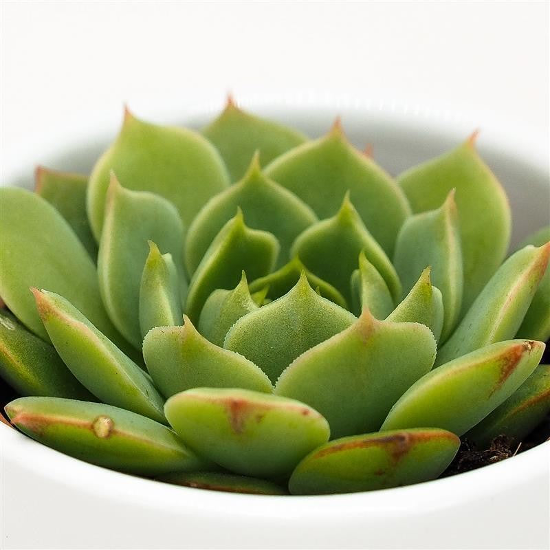 Echeveria Ramilette - 5.5cm