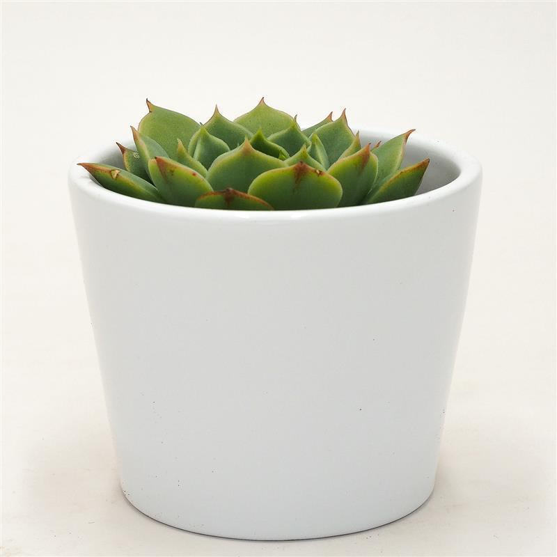 Echeveria Ramilette - 5.5cm