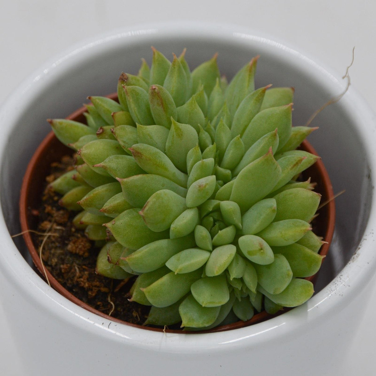 Echeveria Ramilette f. cristata - 5.5cm