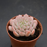 Echeveria Red Snow