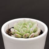 Echeveria Red Snow - 6cm