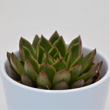 Echeveria Red Tip - 8.5cm
