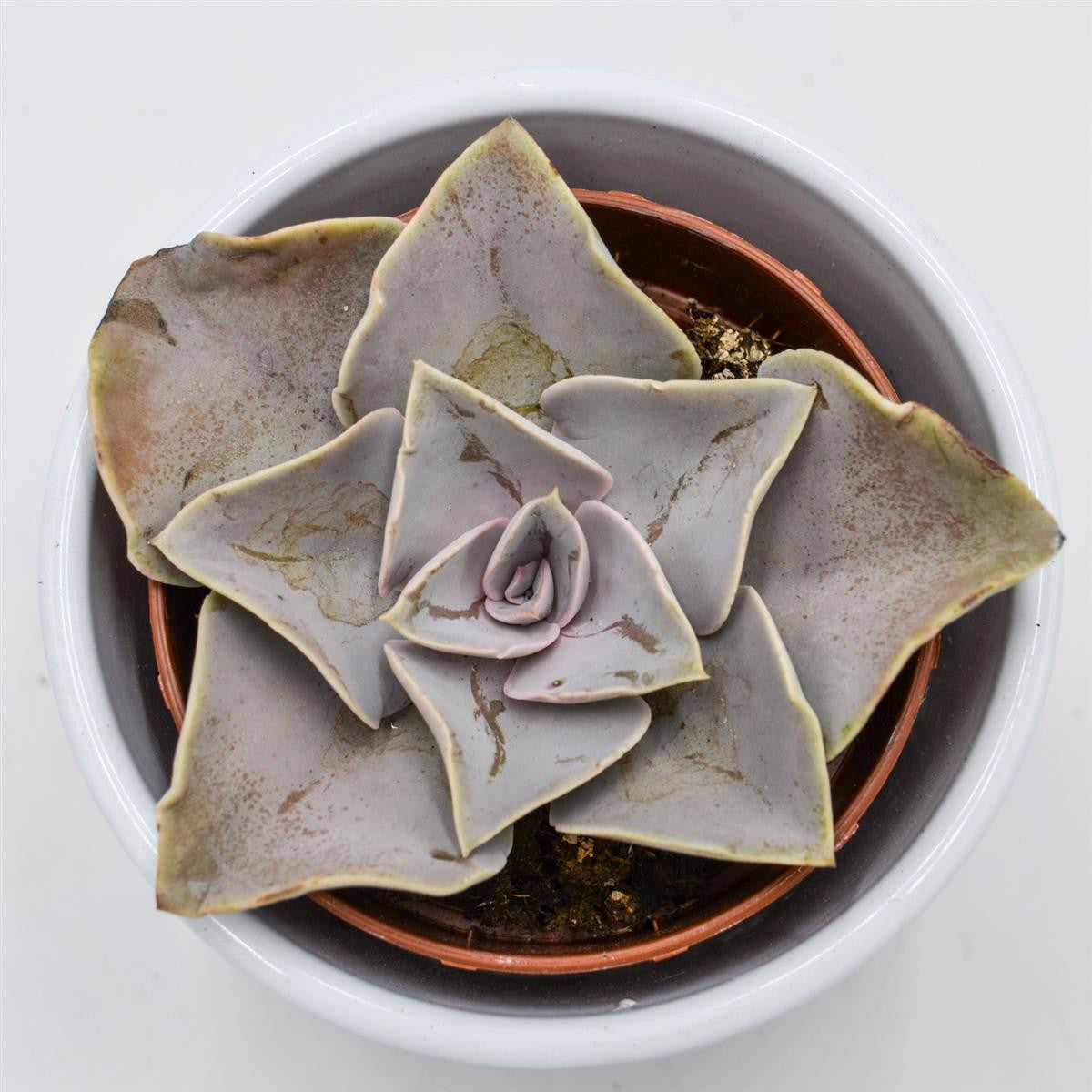Echeveria rodolfi x botero - 8.5cm