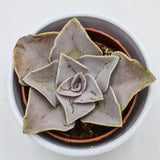 Echeveria rodolfi x botero - 8.5cm