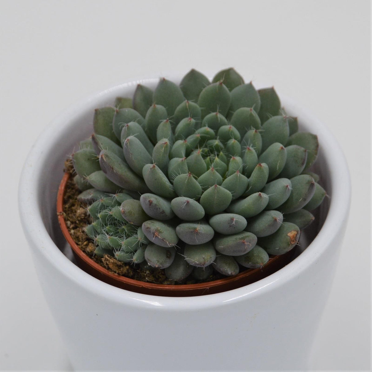 Echeveria setosa var. minor - 5.5cm