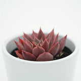 Echeveria rosacea - 6cm