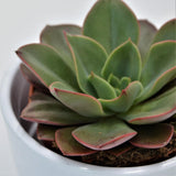 Echeveria Salsa Verde - 8,5cm