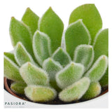 Echeveria setosa - 6cm