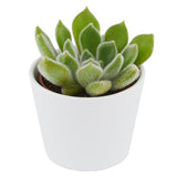 Echeveria setosa - 6cm