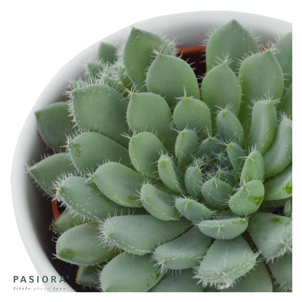 Echeveria setosa var. minor - 5.5cm