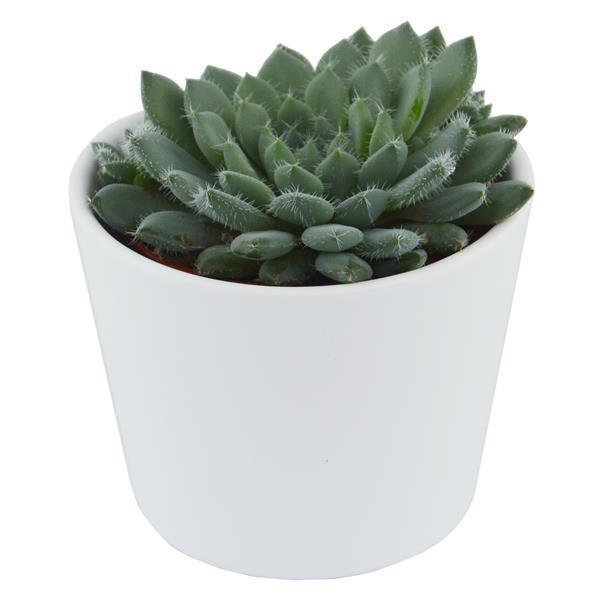 Echeveria setosa var. minor - 5.5cm