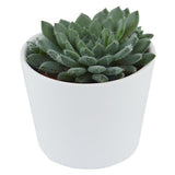 Echeveria setosa var. minor - 5.5cm