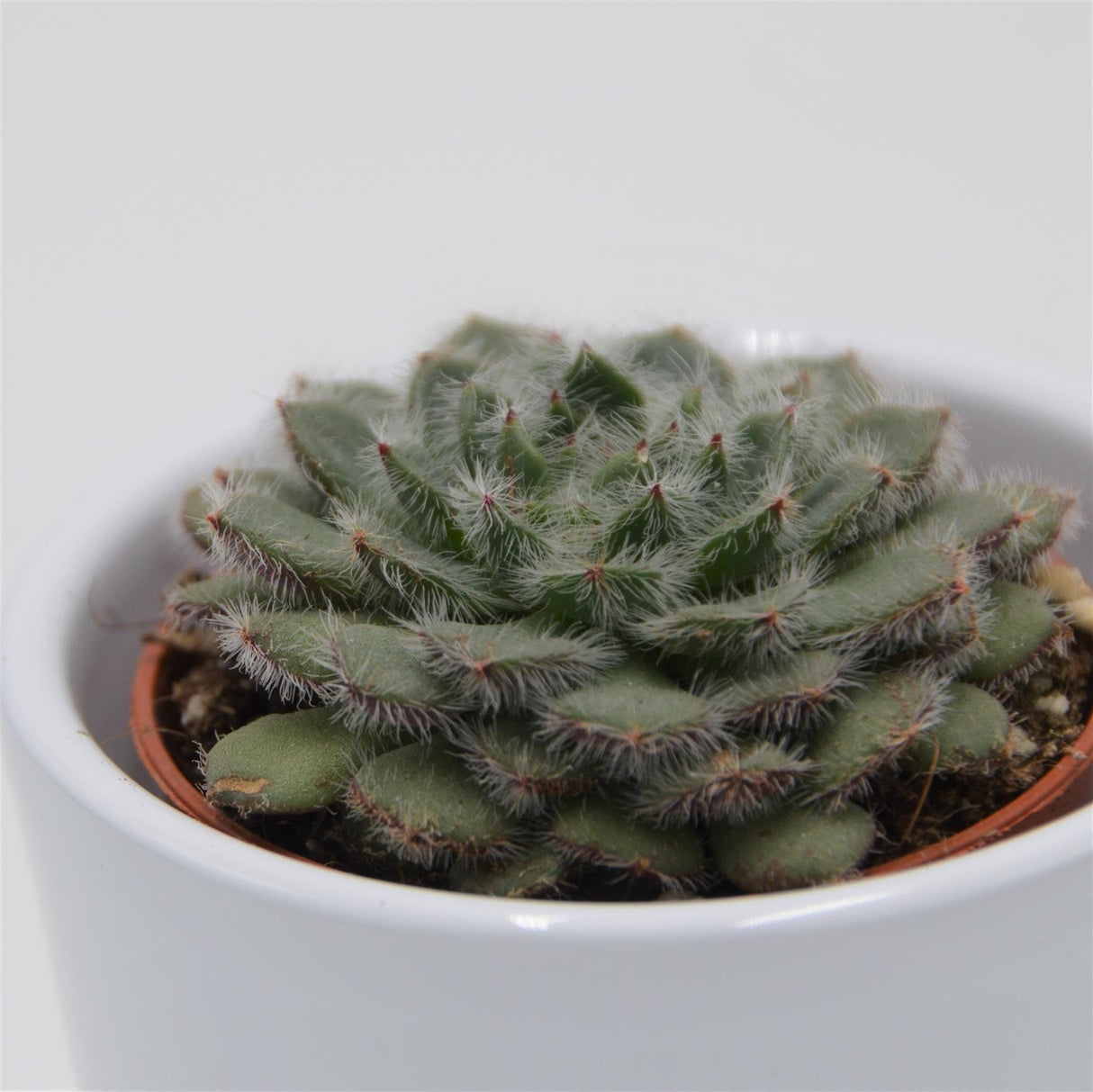 Echeveria setosa var. ciliata - 5.5cm