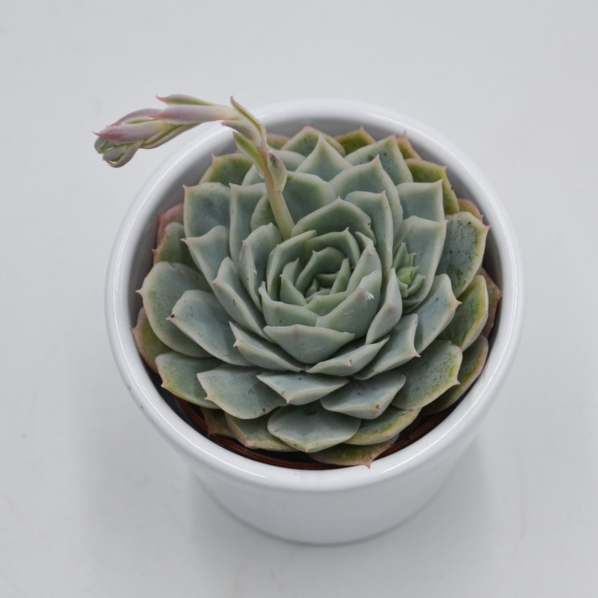 Echeveria Silent Moon - 6cm