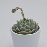 Echeveria Silent Moon - 6cm