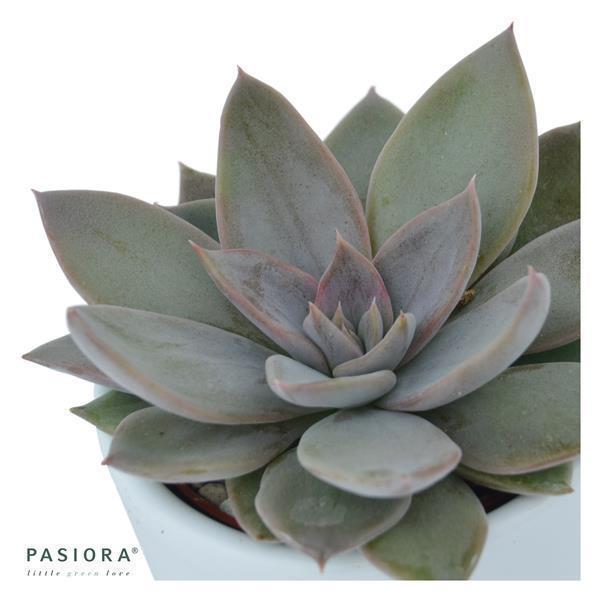 Succulent Selection, 20 pieces