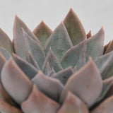 Echeveria Silver Queen - 10,5cm