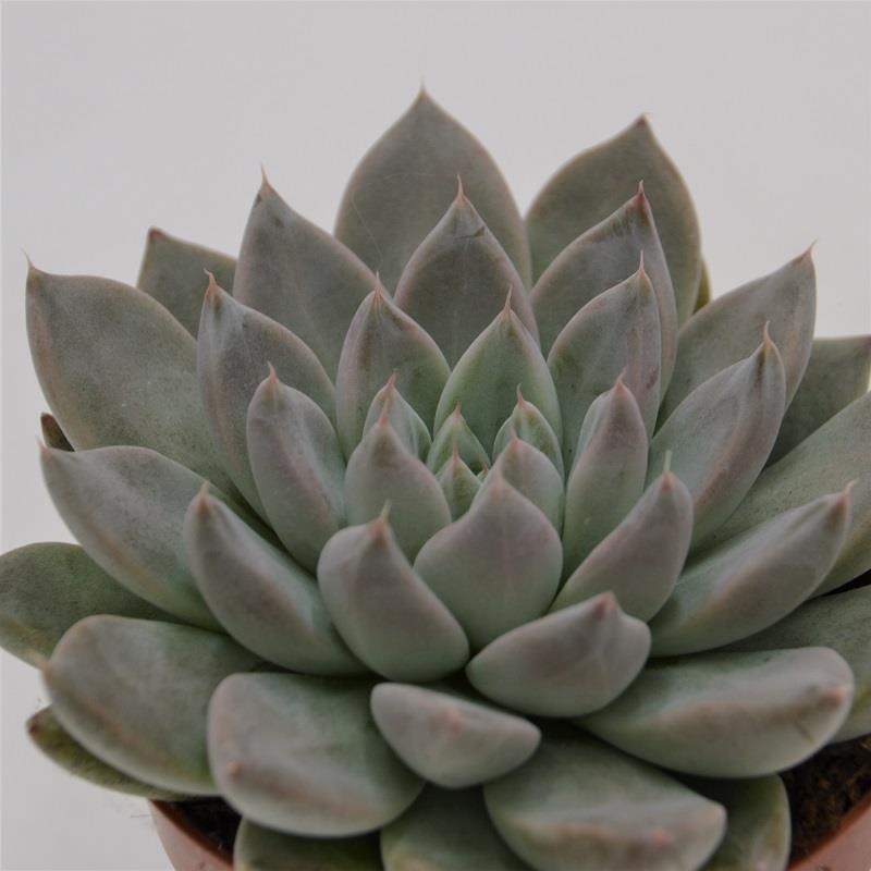 Echeveria tolimanensis Night Cloud - 8,5cm