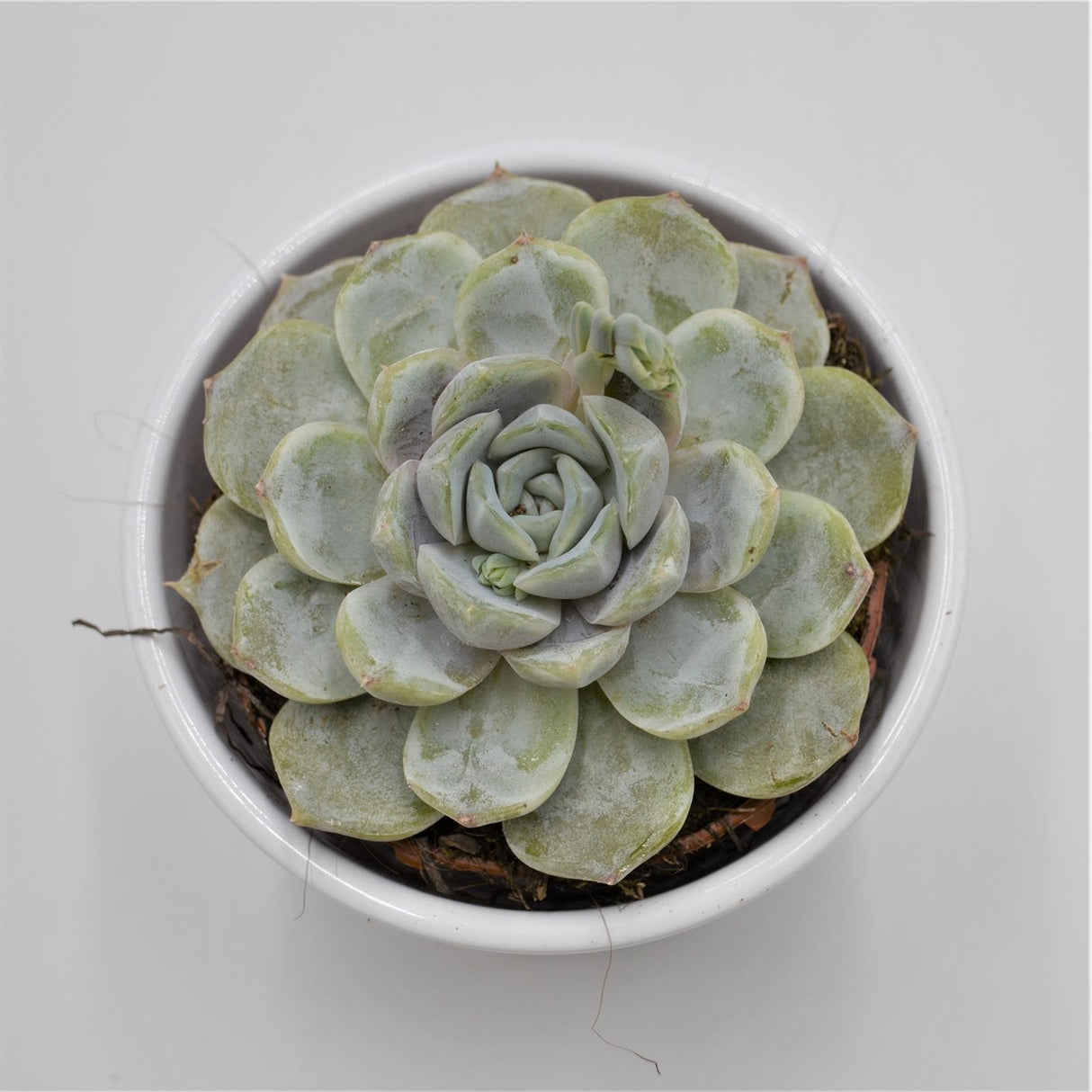Echeveria Snow Bunny - 8.5cm