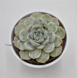 Echeveria Snow Bunny - 8.5cm