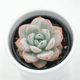 Echeveria Snow Scene - 6cm