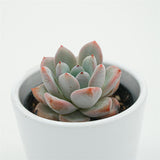 Echeveria Snow Scene - 6cm