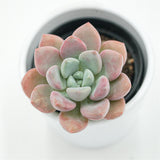 Echeveria Spotted Deer - 6cm