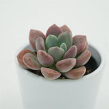 Echeveria Spotted Deer - 6cm