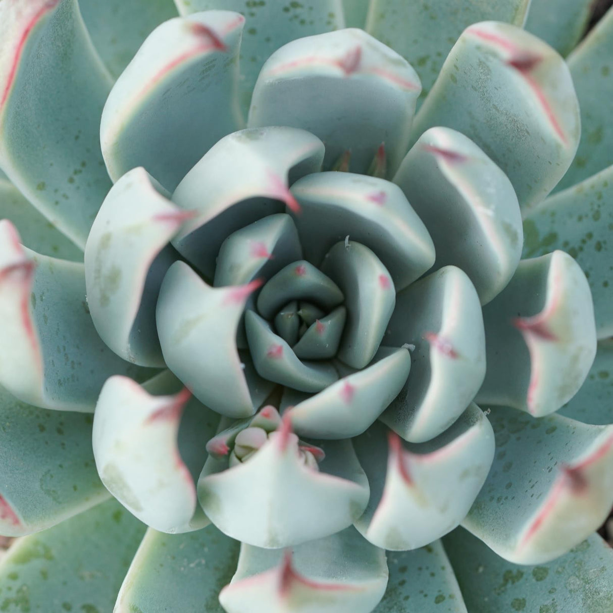 Echeveria subalpina - 9cm