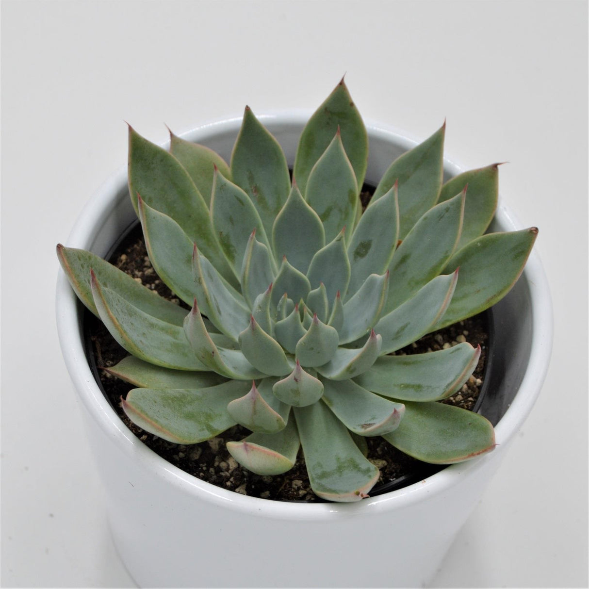 Echeveria subalpina - 10.5cm