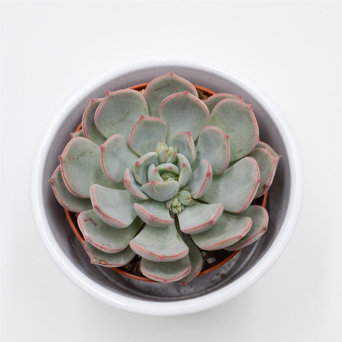 Echeveria Subcorymbosa Lau 026 - 8.5cm