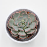 Echeveria Subcorymbosa Lau 026 - 8,5cm