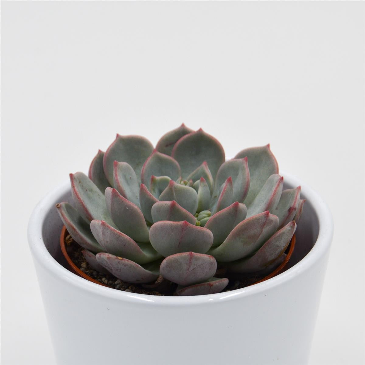 Echeveria Subcorymbosa Lau 026 - 8.5cm