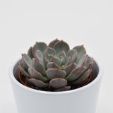Echeveria Subcorymbosa Lau 026 - 8,5cm
