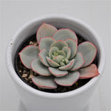 Echeveria Subcorymbosa Lau 026 - 5,5cm