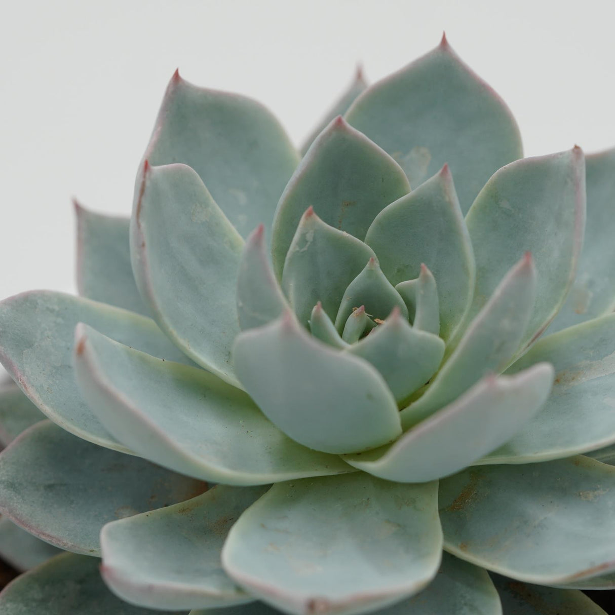 Echeveria subessilis - 8.5cm