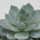 Echeveria subessilis - 8.5cm