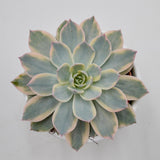 Echeveria subessilis f. variegata - 10,5cm