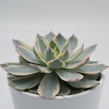Echeveria subessilis f. variegata - 10.5cm