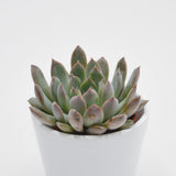 Echeveria Summer - 5.5cm