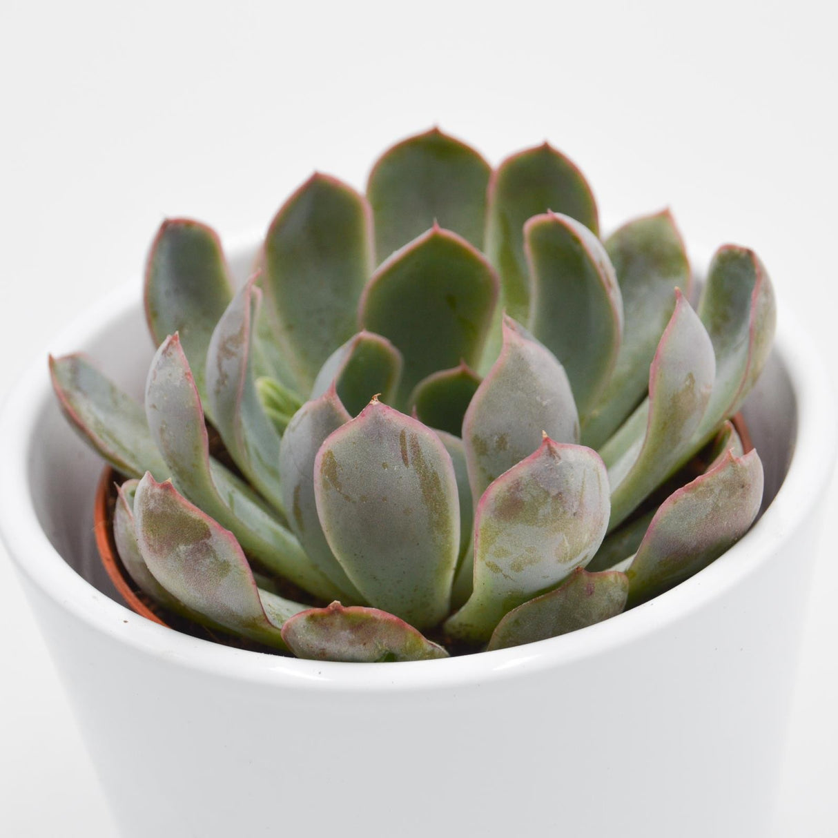 Echeveria Summer - 8.5cm